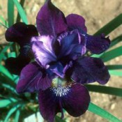 Iris sibirica si I. ensata