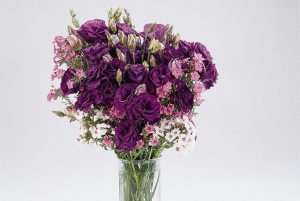 LISIANTHUS - Eustoma grandiflorum)