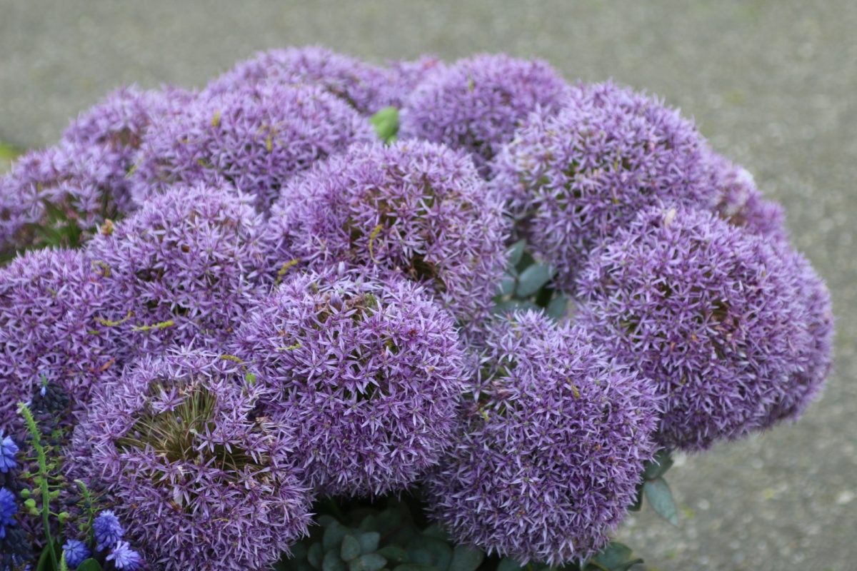Allium – Ceapa decorativa