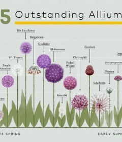 Bulbi Allium Bulbi Allium