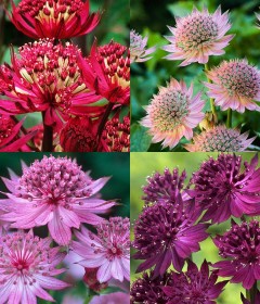 Astrantia Astrantia