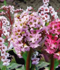 Bergenia Bergenia