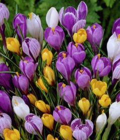 Bulbi Crocus Bulbi Crocus