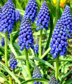 Bulbi Muscari Bulbi Muscari