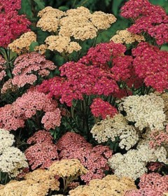 Achillea Achillea