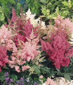Astilbe Astilbe