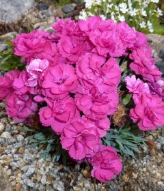 Dianthus Dianthus