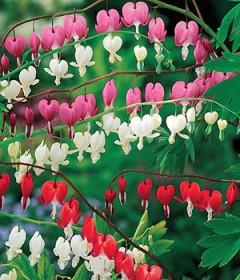 Dicentra Dicentra