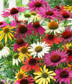 Echinacea Echinacea