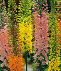 Eremurus Eremurus