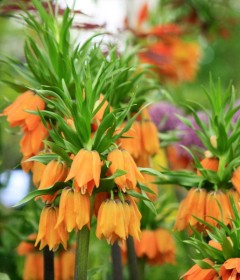 Bulbi Fritillaria Bulbi Fritillaria