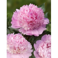 Plante Bujor hybrid Angel Cheeks