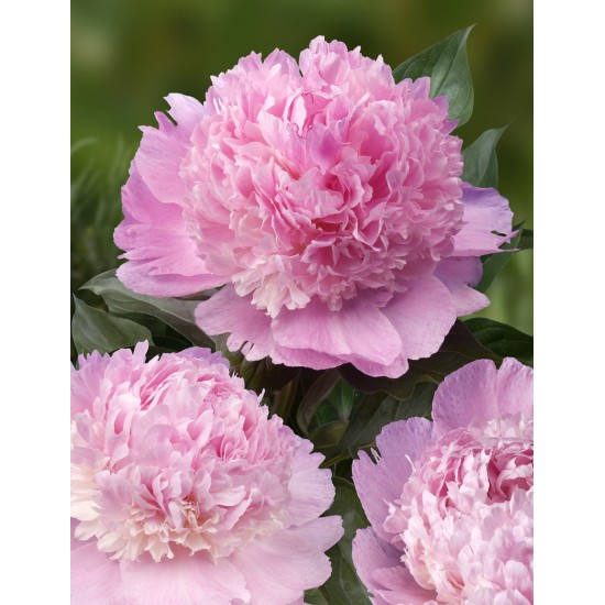 Plante Bujor hybrid Angel Cheeks