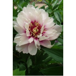 Plante Bujor itoh Cora Louise