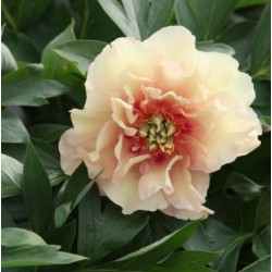 Plante- Bujor itoh Canary Brilliants