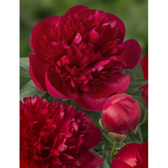 Plante Bujor hybrid Diana Parks Plante Bujor hybrid Diana Parks