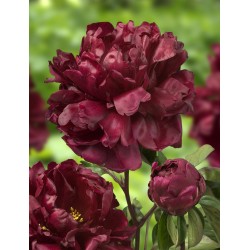 Plante Bujor hybrid Francoise Ortegat 