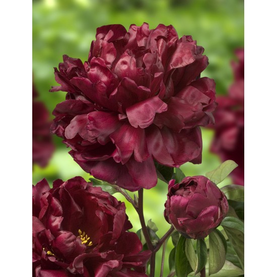 Plante Bujor hybrid Francoise Ortegat Plante Bujor hybrid Francoise Ortegat