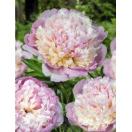 Plante Bujor hybrid Mme Calot