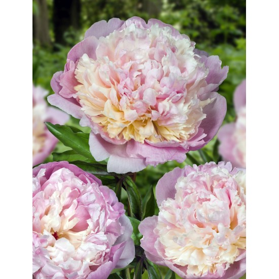 Plante Bujor hybrid Mme Calot