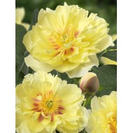 Plante Bujor itoh Bartzella