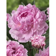 Plante Bujor hybrid Sarah Bernhardt Unique  Plante Bujor hybrid Sarah Bernhardt Unique