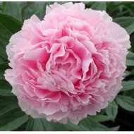 Plante Bujor hybrid Sarah Bernhardt   -RADACINA NUDA