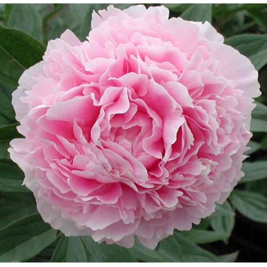 Plante Bujor hybrid Sarah Bernhardt Plante Bujor hybrid Sarah Bernhardt