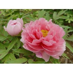 Plante- Bujor arbustiv (Tree peony) Pink