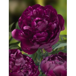 Plante Bujor hybrid Peter Brand  