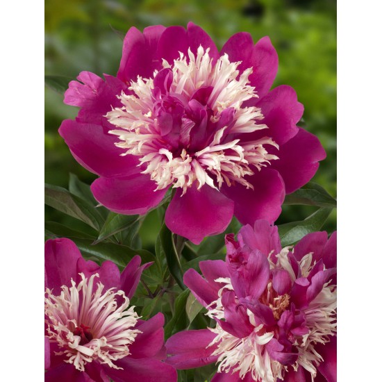 Plante Bujor hybrid Top Hat  