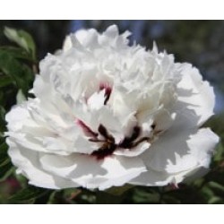 Plante Bujor arbustiv (Tree peony) Flare Double Delight