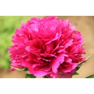 Plante Bujor arbustiv (Tree peony) Flare Marvellous