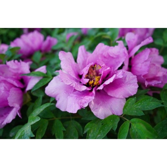 Plante Bujor arbustiv (Tree peony) Flare Vintage Plante Bujor arbustiv (Tree peony) Flare Vintage