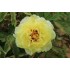 Plante Bujor arbustiv (Tree peony) Lutea High Noon - RADACINA NUDA
