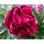 Plante Bujor hybrid Cherry Hill