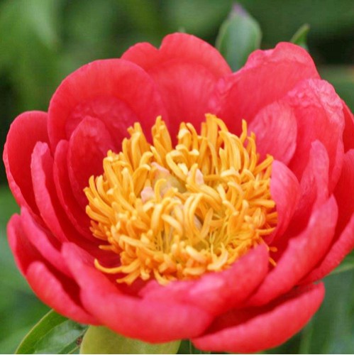 Plante Bujor hybrid Coral Magic