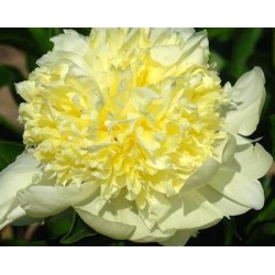 Plante- Bujor hybrid Goldilocks