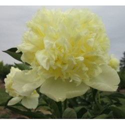 Plante Bujor hybrid He s My Star   -RADACINA NUDA