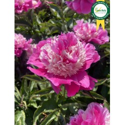 Plante Bujor hybrid He s My Star   -RADACINA NUDA