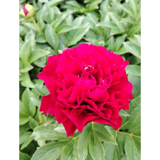 Plante Bujor hybrid Henry Bockstoce Plante Bujor hybrid Henry Bockstoce