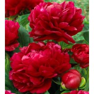 Plante Bujor hybrid Henry Bockstoce