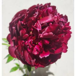 Plante- Bujor hybrid Highlight