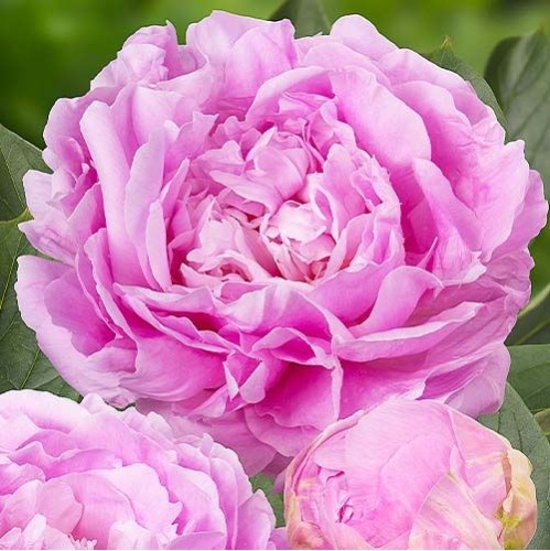 Plante Bujor hybrid Dinner Plate