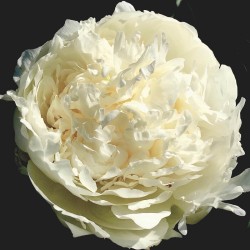 Plante- Bujor hybrid Fringed Ivory