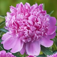 Plante Bujor hybrid Monsieur Jules Elie