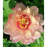 Plante Bujor itoh Callies Memory