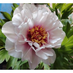 Plante- Bujor itoh Cora Louise
