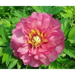 Plante Bujor itoh Hillary