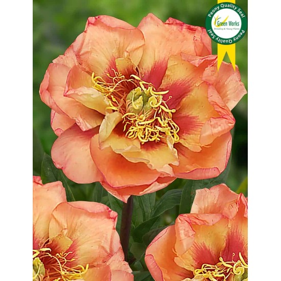 Plante Bujor itoh Orange Victory